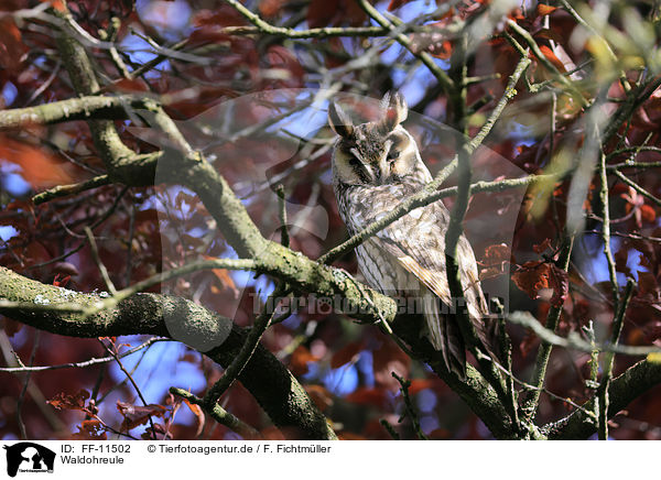 Waldohreule / Long-eared Owl / FF-11502