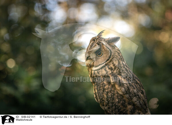 Waldohreule / northern long-earedowl / SIB-02141