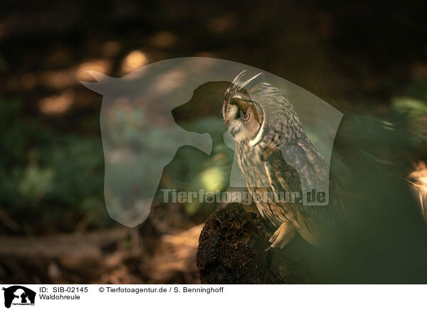 Waldohreule / northern long-earedowl / SIB-02145