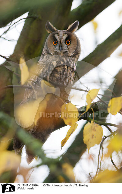Waldohreule / northern long-eared owl / THA-09964
