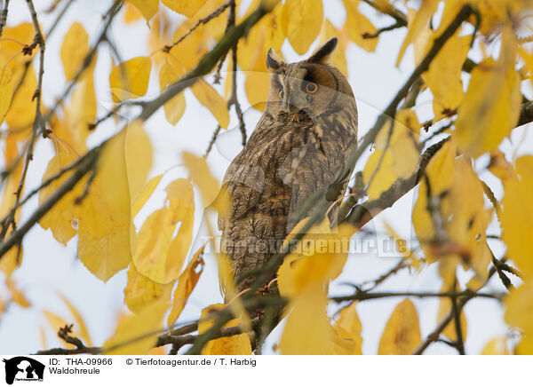 Waldohreule / northern long-eared owl / THA-09966