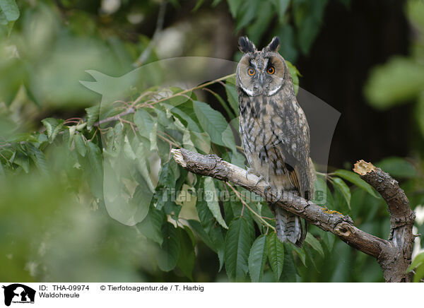 Waldohreule / northern long-eared owl / THA-09974