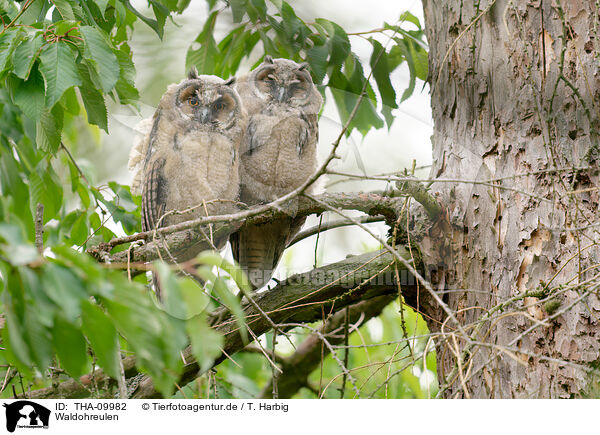 Waldohreulen / northern long-eared owls / THA-09982