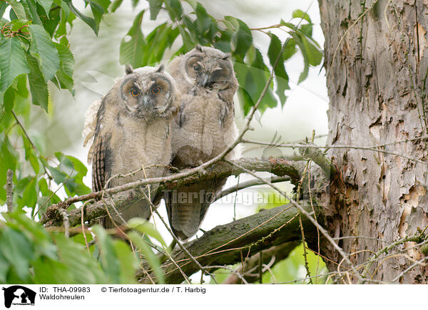 Waldohreulen / northern long-eared owls / THA-09983