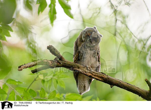 Waldohreule / northern long-eared owl / THA-09992