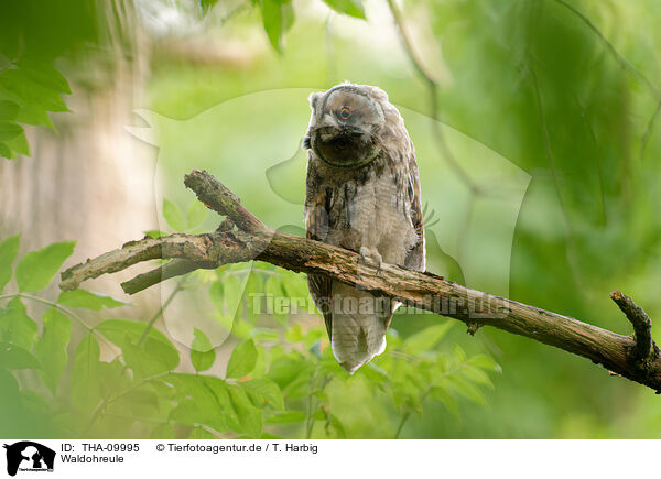 Waldohreule / northern long-eared owl / THA-09995