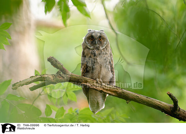 Waldohreule / northern long-eared owl / THA-09996
