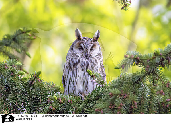 Waldohreule / northern long-eared owl / MAW-01774