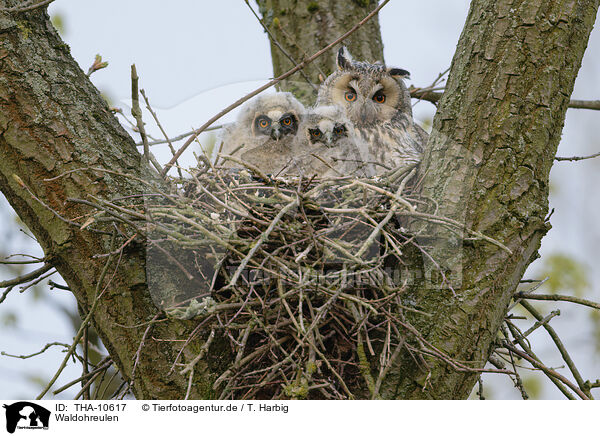 Waldohreulen / northern long-eared owls / THA-10617