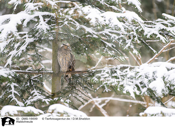 Waldohreule / DMS-16699