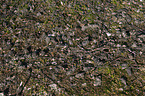 Waldohreulen Gewlle