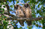2 junge Waldohreulen