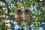 2 junge Waldohreulen