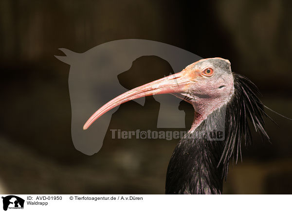 Waldrapp / hermit ibis / AVD-01950