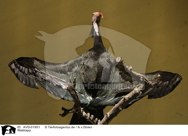 Waldrapp / hermit ibis / AVD-01951