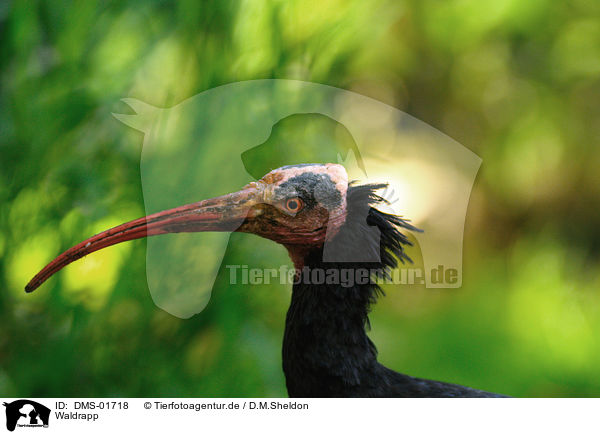 Waldrapp / DMS-01718