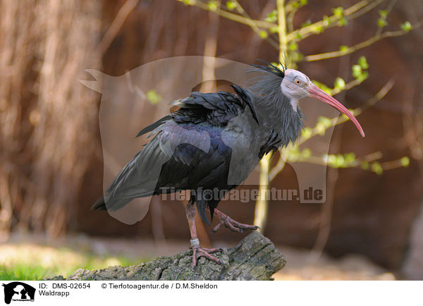 Waldrapp / hermit ibis / DMS-02654