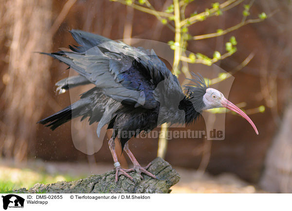 Waldrapp / hermit ibis / DMS-02655