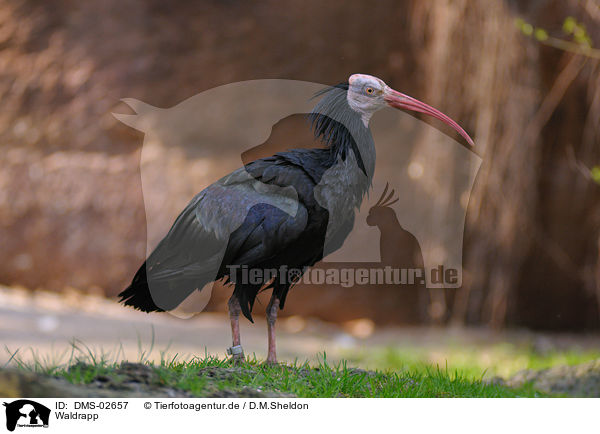 Waldrapp / hermit ibis / DMS-02657