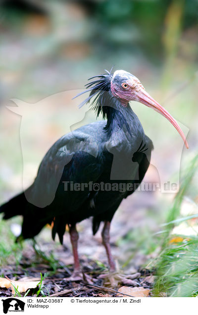 Waldrapp / hermit ibis / MAZ-03687