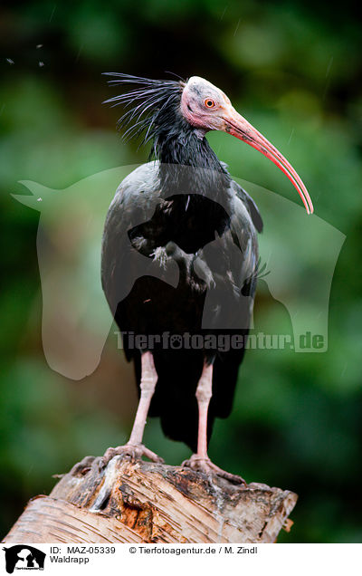 Waldrapp / hermit ibis / MAZ-05339