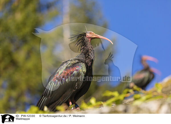 Waldrappe / hermit ibises / PW-12330