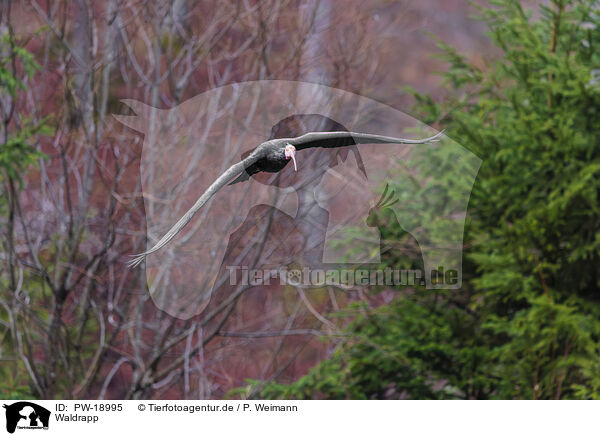 Waldrapp / Hermit ibis / PW-18995
