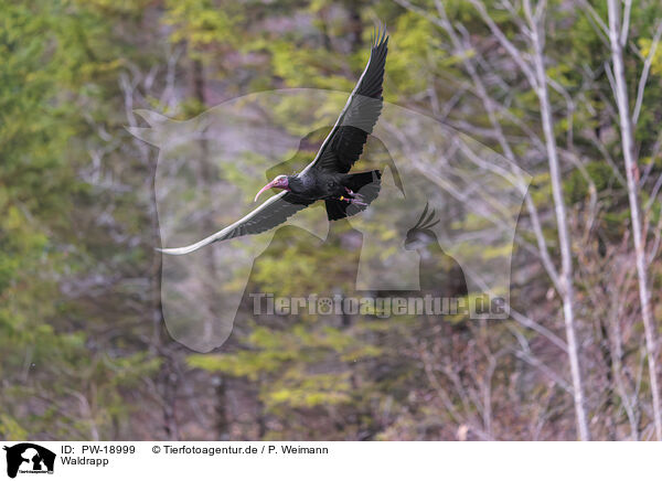 Waldrapp / Hermit ibis / PW-18999