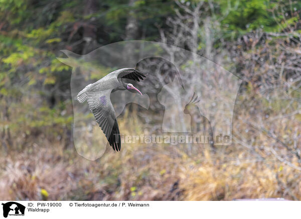 Waldrapp / Hermit ibis / PW-19000