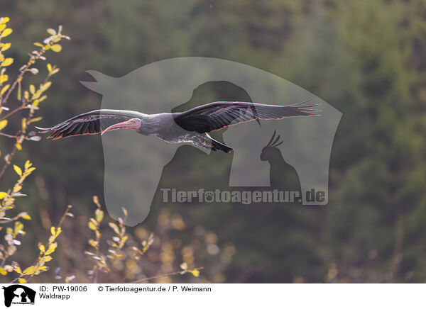 Waldrapp / Hermit ibis / PW-19006