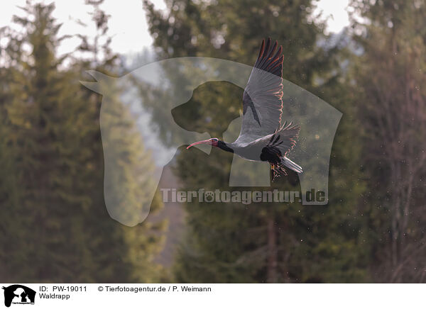 Waldrapp / Hermit ibis / PW-19011