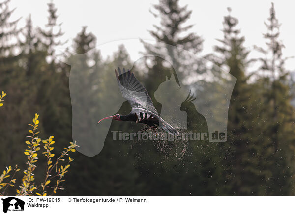 Waldrapp / PW-19015