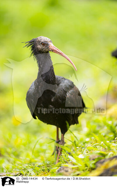 Waldrapp / DMS-14434