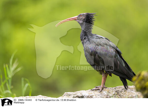 Waldrapp / DMS-14440