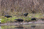 Waldrapp