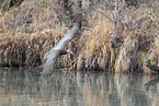 Waldrapp