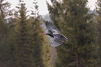 Waldrapp