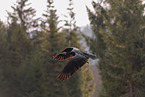 Waldrapp