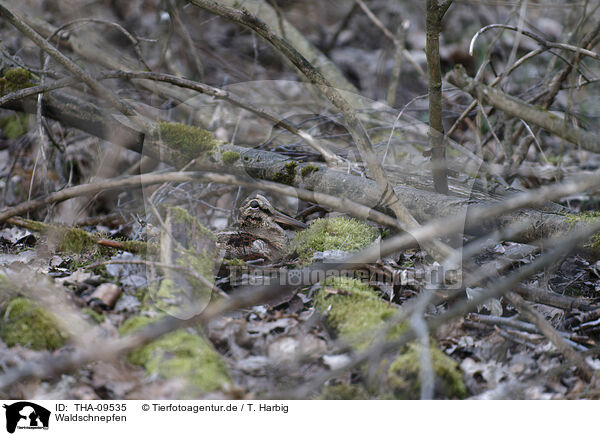 Waldschnepfen / woodcock / THA-09535