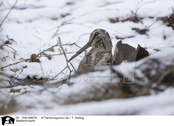 Waldschnepfe / Eurasian woodcock / THA-09678