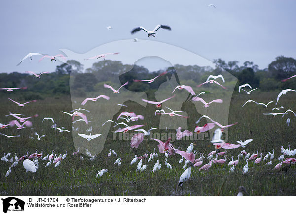 Waldstrche und Rosalffler / American wood ibis and roseate spoonbill / JR-01704