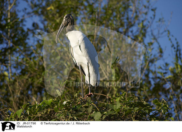 Waldstorch / American wood ibis / JR-01796