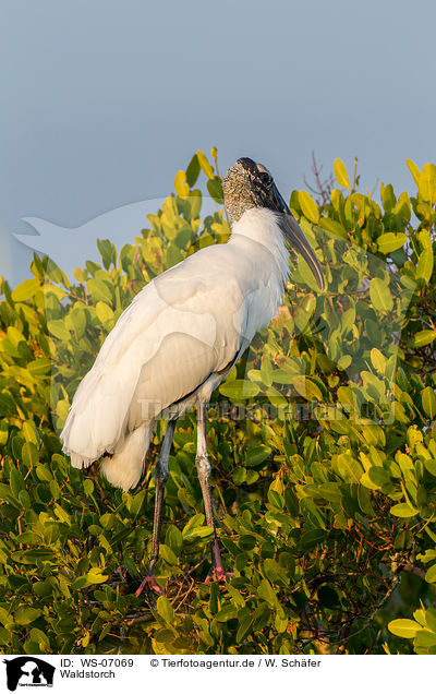 Waldstorch / wood ibis / WS-07069