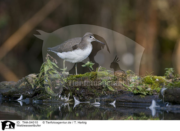 Waldwasserlufer / THA-04010