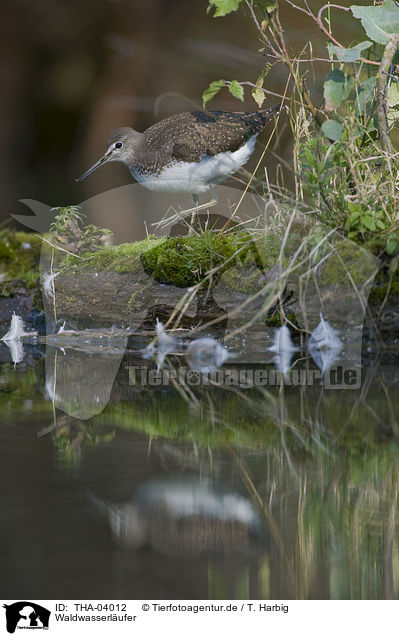 Waldwasserlufer / THA-04012