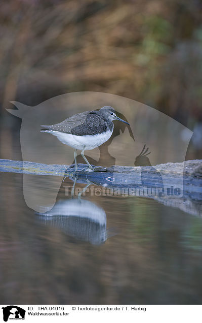 Waldwasserlufer / green sandpiper / THA-04016