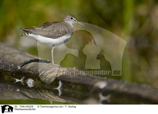 Waldwasserlufer / green sandpiper / THA-04028