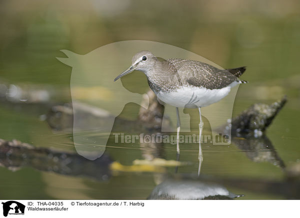 Waldwasserlufer / green sandpiper / THA-04035