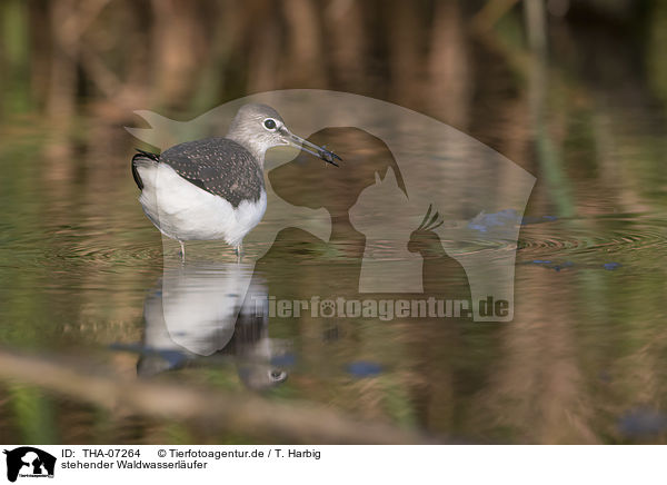 stehender Waldwasserl�ufer / standing Green Sandpiper / THA-07264