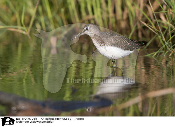 laufender Waldwasserl�ufer / walking Green Sandpiper / THA-07268